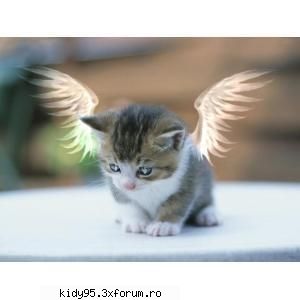 Animale.. - wallpapers cu animale - Wallpapers
